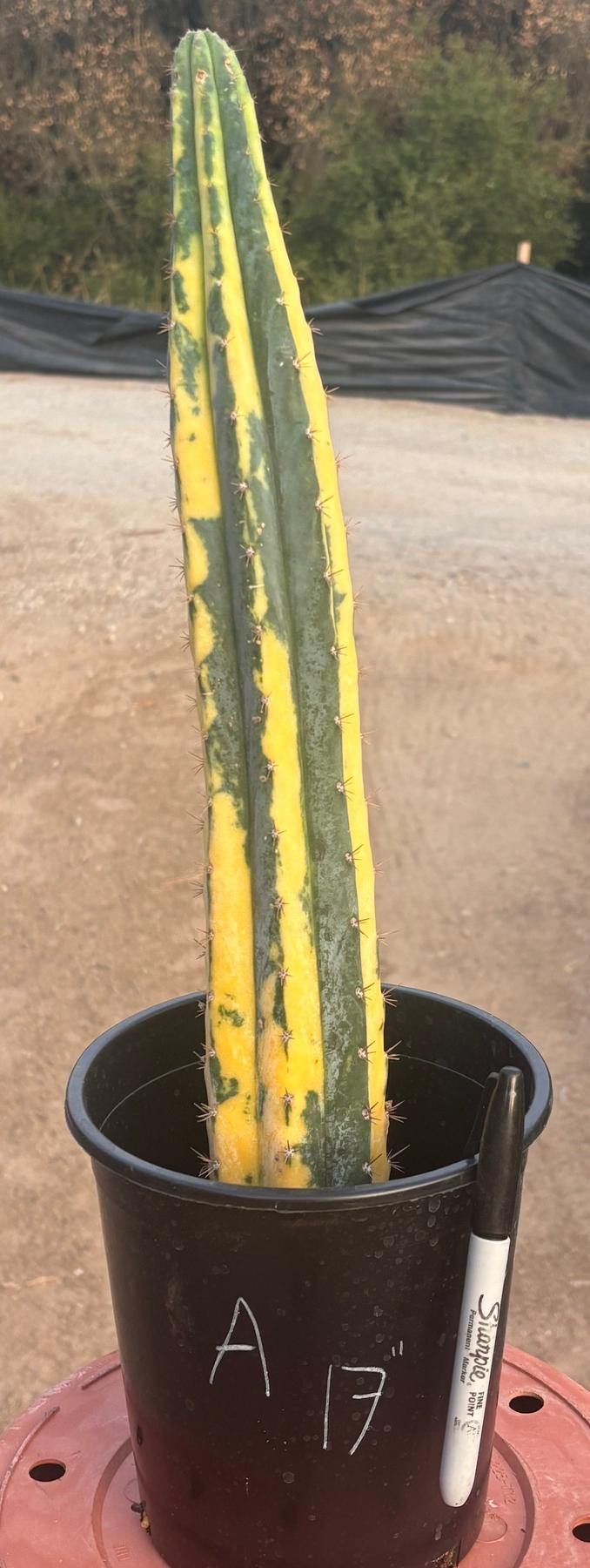 #EC98 EXACT Trichocereus Pachanoi Variegated cactus "China Gold"