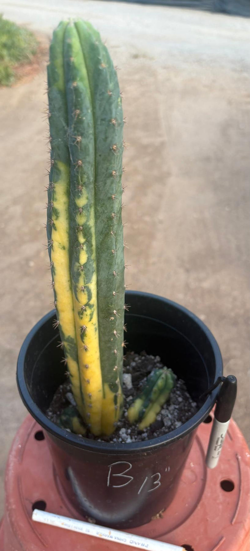 #EC98 EXACT Trichocereus Pachanoi Variegated cactus "China Gold"