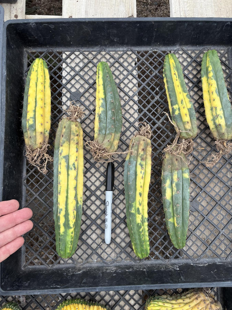 #EC98 EXACT Trichocereus Pachanoi Variegated cactus "China Gold"
