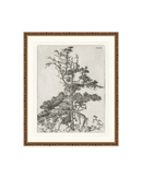 Pine Etchings 2