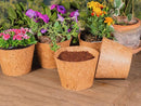 Coco Pot 6 Inch Top Diameter - 5 Pack by EnvelorHome