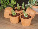 Coco Pot 6 Inch Top Diameter - 5 Pack by EnvelorHome