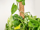 Coco Moss Poles Vine Plant Support by EnvelorHome