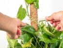 Coco Moss Poles Vine Plant Support by EnvelorHome