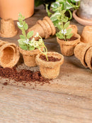 Coco Seed Starter Cup 2.5 Inch Diameter - 36 Pack by EnvelorHome