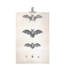 "Bats of Egypt" [Chauve-Souris D'Egypte] Matte Poster