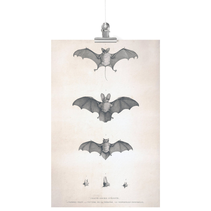 "Bats of Egypt" [Chauve-Souris D'Egypte] Matte Poster