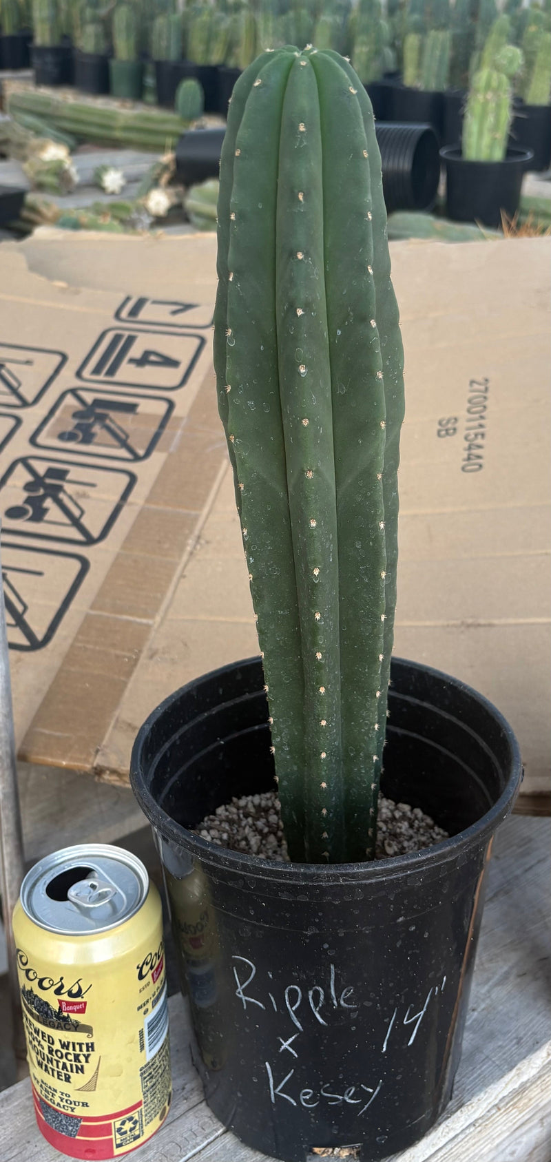 #EC216 Exact Trichocereus Hybrid Scop Ripple X Scop Kesey Cactus 14”
