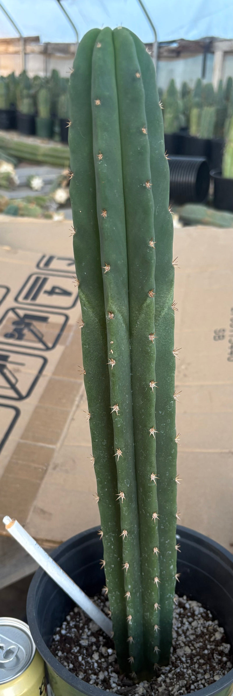 #EC255 EXACT Trichocereus Hybrid Scop Ripple X Bridgesii Lee Cactus 16.5”