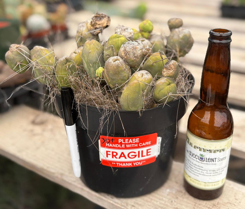 #EC39 EXACT Trichocereus Bridgesii Monstrose TBM Cactus 30+ segments