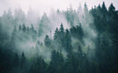Foggy Forest Mountain Wallpaper Mural.