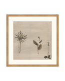 Botanical Thoughts IV