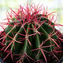 Ferocactus Pringlei by The Cactus Outlet