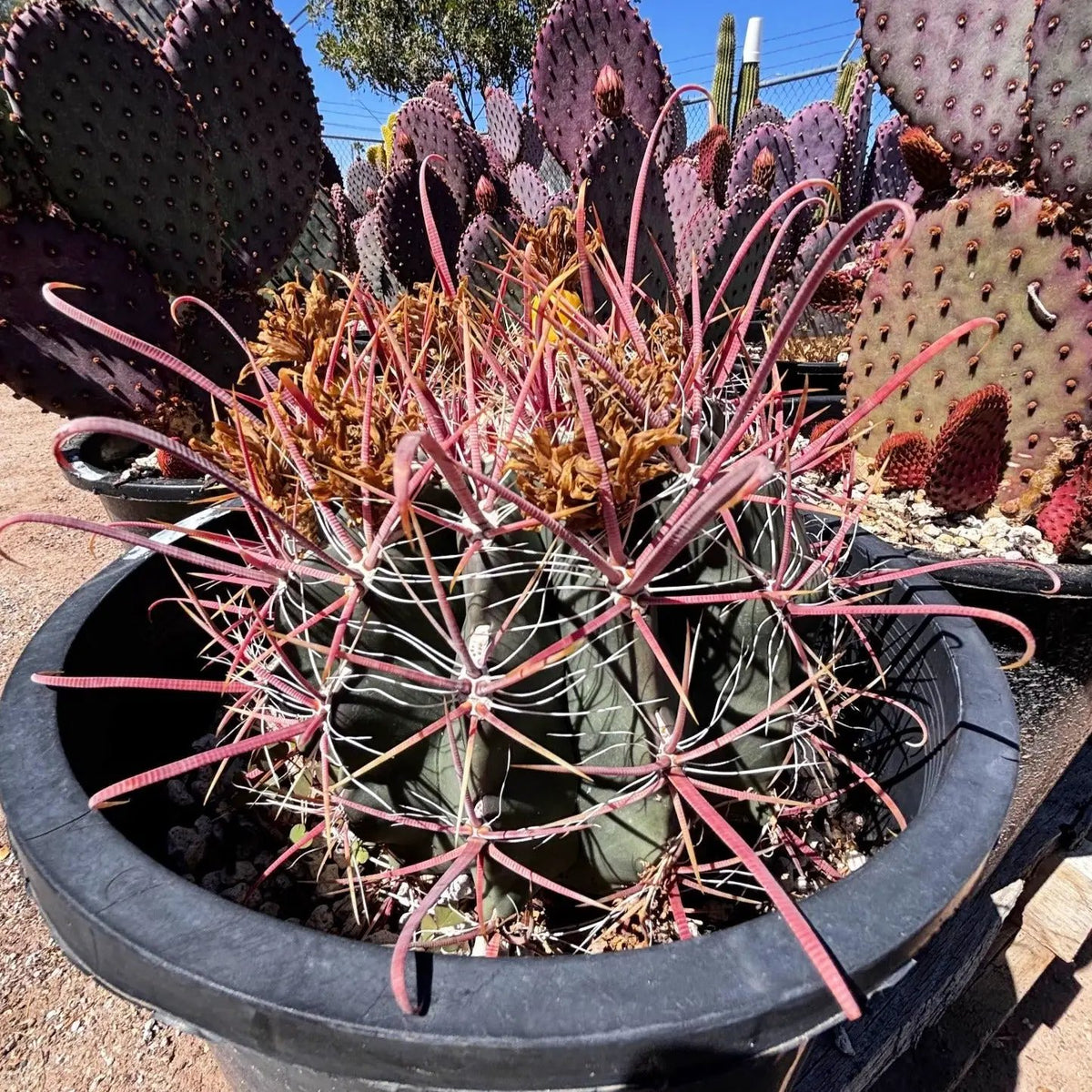 Ferocactus Gracilis, photo 5 of 5