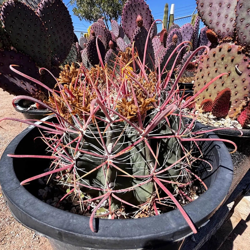 Ferocactus Gracilis, photo 5 of 5