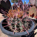 Ferocactus Gracilis by The Cactus Outlet