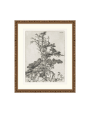 Pine Etchings 2