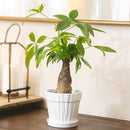 7 inch Decorative Ceramic Pot With Saucer