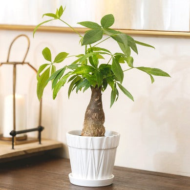 7 inch Decorative Ceramic Pot With Saucer