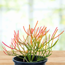 Euphorbia Tiricalli "Firesticks" by The Cactus Outlet