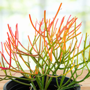 Euphorbia Tiricalli "Firesticks" by The Cactus Outlet