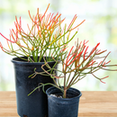 Euphorbia Tiricalli "Firesticks" by The Cactus Outlet