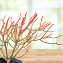Euphorbia Tiricalli "Firesticks" by The Cactus Outlet