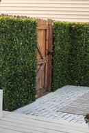 Sample Panel – White Flowering Boxwood Green Wall (Small Sample) by Designer Plants USA