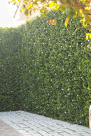 Sample Panel – White Flowering Boxwood Green Wall (Small Sample) by Designer Plants USA