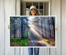 Forest Path Canvas Wall Art | 3 Panel Sun Rays in a Misty