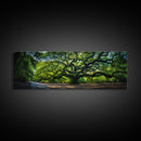 Photographic Panoramic of the Angel Oak in Charleston SC, Sunset Photography, National Park Art, Framed Canvas Print, Landscape Photography
