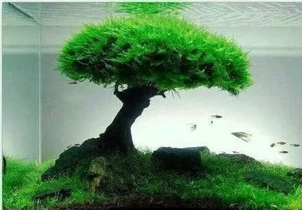 Moss Tree Chunks with Foam Head, photo 3 of 8