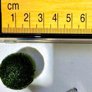 Sample Marimo Moss Balls For Aquarium Multiple Size - Kokedama Japanese Algae Ball by Moss Artistry