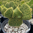 Funny Bunny Prickly Pear by The Cactus Outlet