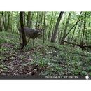 5 Megapixel Trail Camera (Time and Date Stamp) with 4GB Memory Card