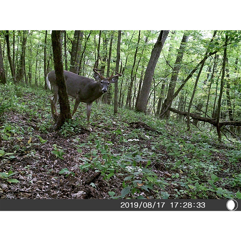 5 Megapixel Trail Camera (Time and Date Stamp) with 4GB Memory Card