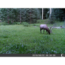 5 Megapixel Trail Camera (Time and Date Stamp) with 4GB Memory Card