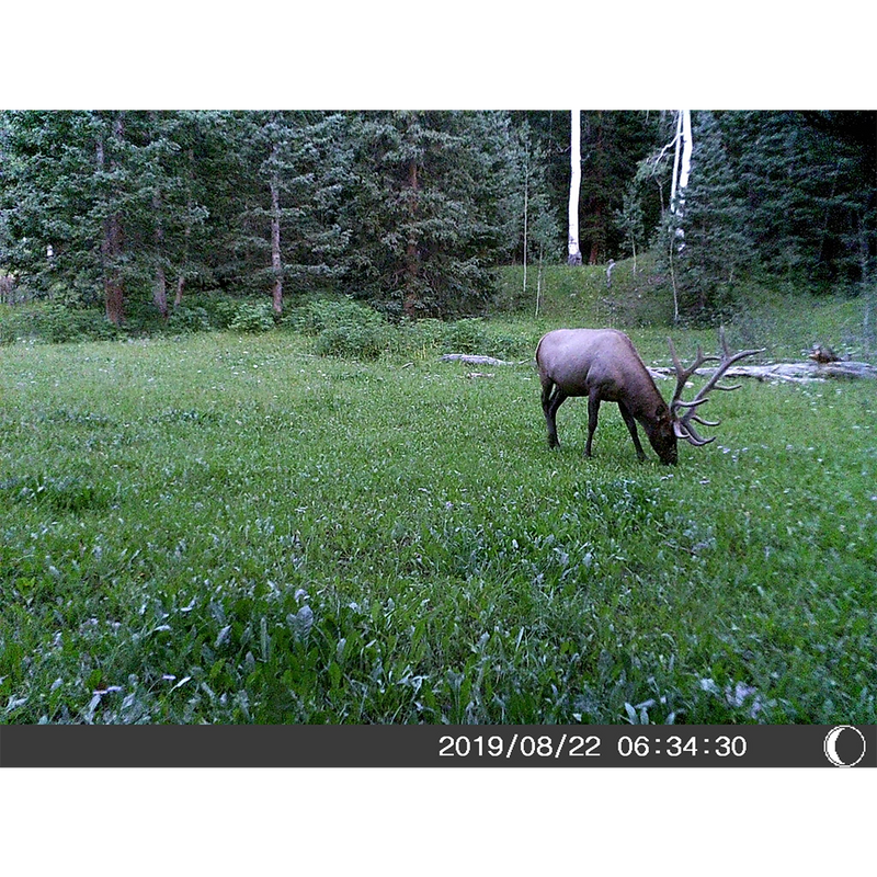 5 Megapixel Trail Camera (Time and Date Stamp) with 4GB Memory Card