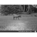 5 Megapixel Trail Camera (Time and Date Stamp) with 4GB Memory Card