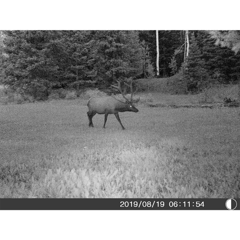 5 Megapixel Trail Camera (Time and Date Stamp) with 4GB Memory Card