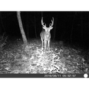 5 Megapixel Trail Camera (Time and Date Stamp) with 4GB Memory Card