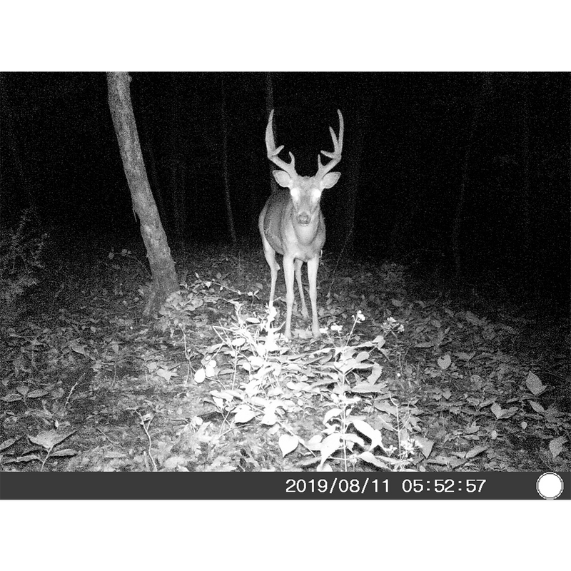 5 Megapixel Trail Camera (Time and Date Stamp) with 4GB Memory Card