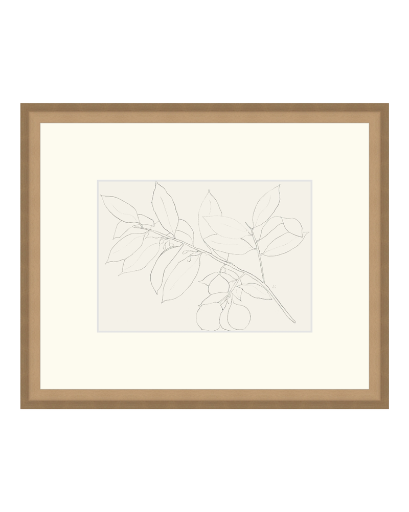 Lemon Branch Drawing