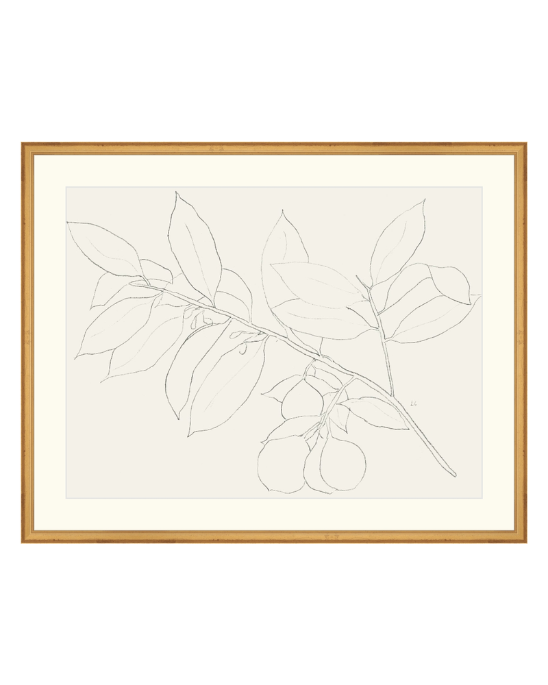 Lemon Branch Drawing