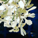 Gingko Ceramic Chandelier F