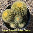 Golden Barrel Cactus by The Cactus Outlet
