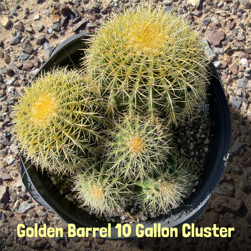 Golden Barrel Cactus