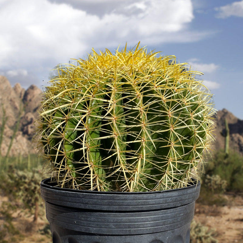 Golden Barrel Cactus
