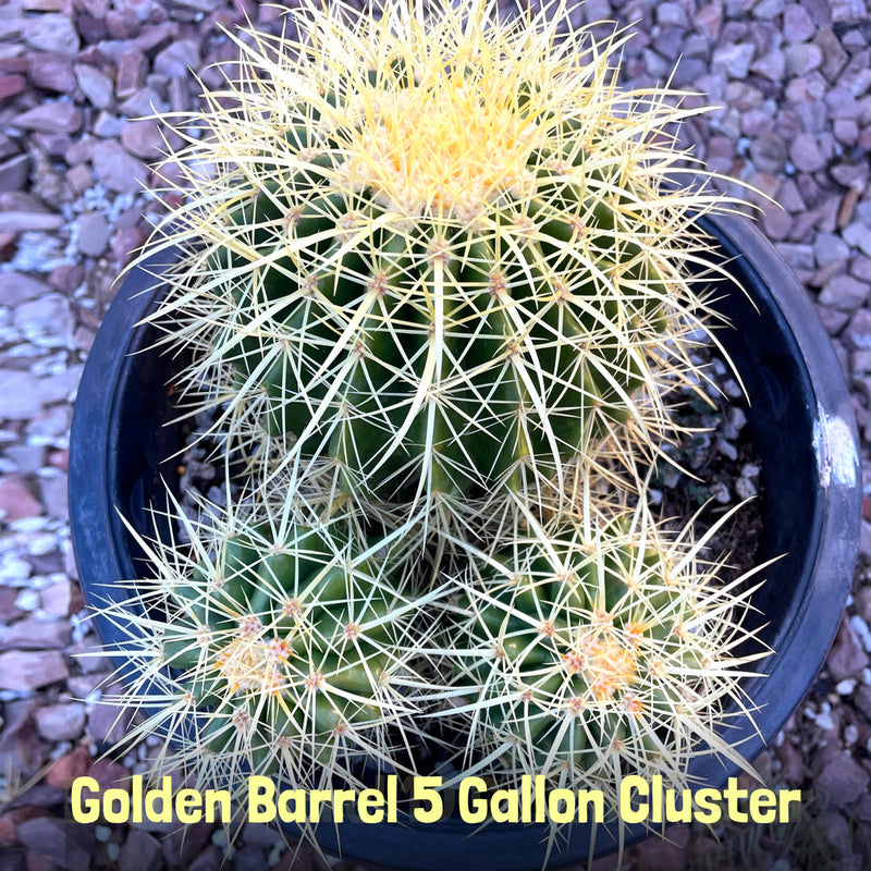 Golden Barrel Cactus