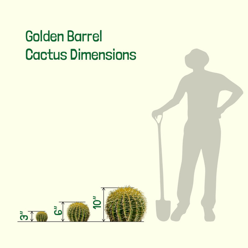 Golden Barrel Cactus